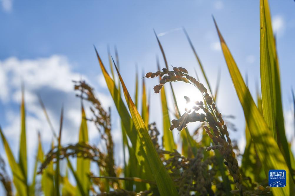 金沙菜市场